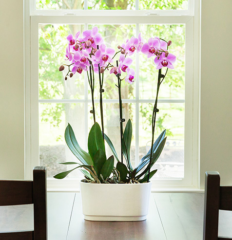 Regalar plantas de orquídeas Phalaenopsis como regalo de condolencia