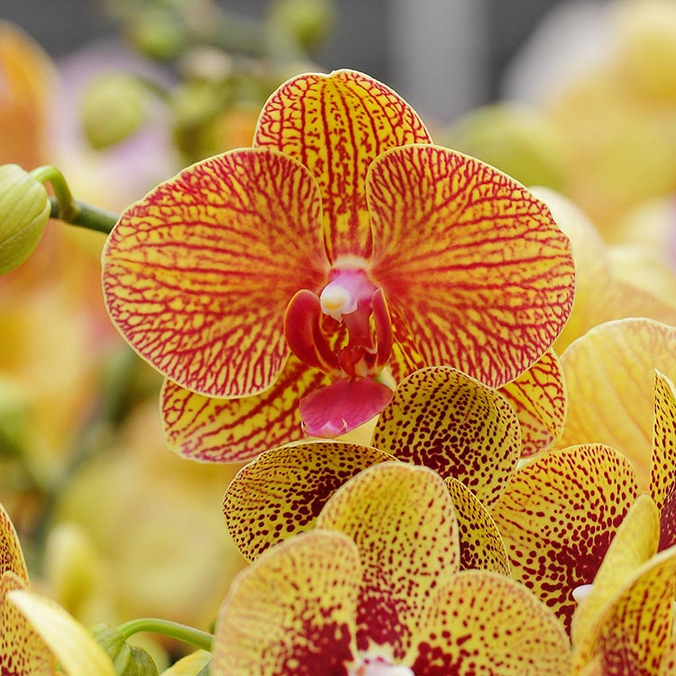 Una guía para podar orquídeas Phalaenopsis