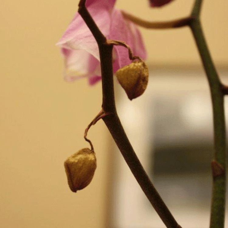 Cómo quitar las flores muertas de tu orquídea Phalaenopsis