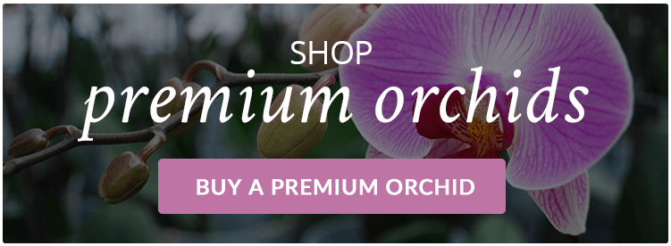 Cuidados de las orquídeas en los meses de invierno.
