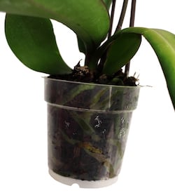 3 factores que afectan el drenaje de las orquídeas