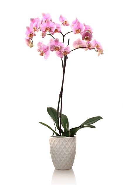 3 productos para el cuidado de las orquídeas que probablemente ya tengas en casa