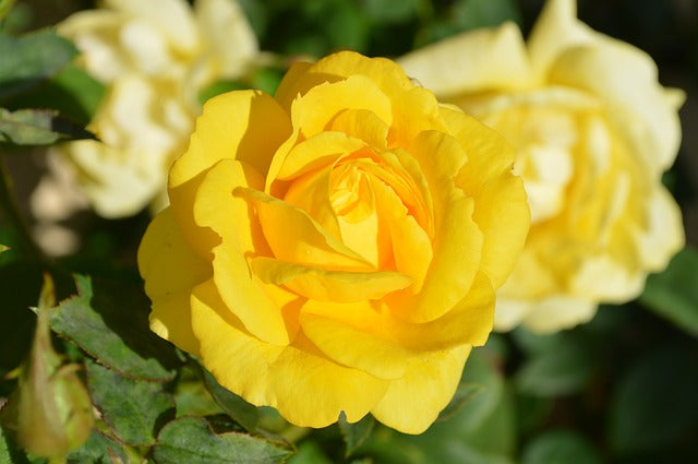 30 tipos de flores amarillas y sus significados