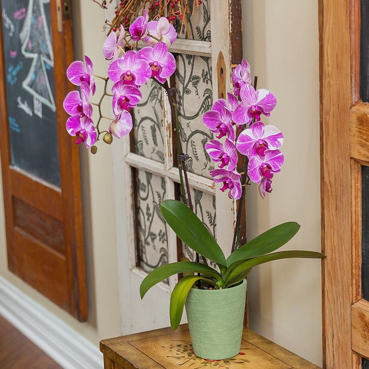 Utiliza colores de orquídeas para transmitir tus sentimientos.