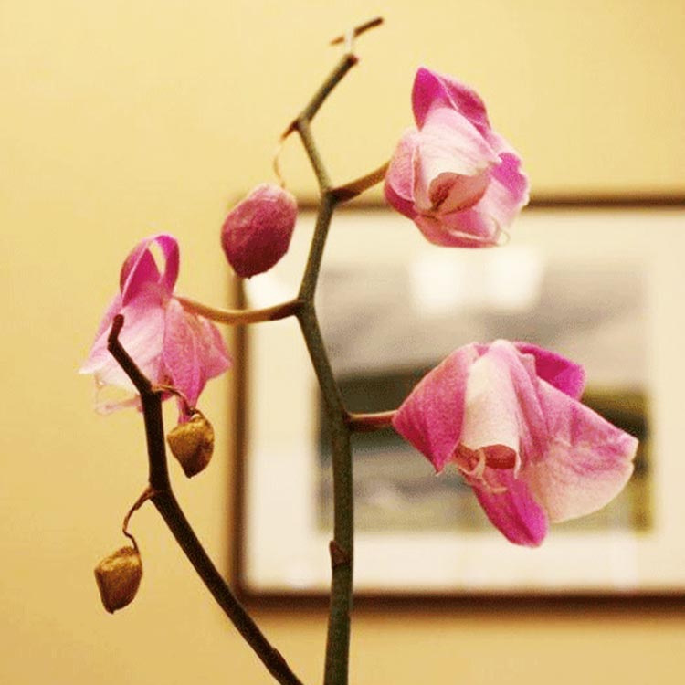 ¿Qué hacer si las flores de las orquídeas se marchitan y se caen?