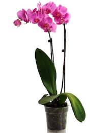 4 consejos para una orquídea sin quemaduras solares este verano