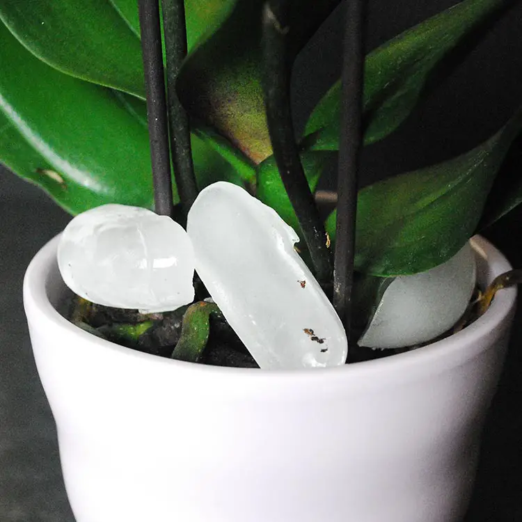 Consejos para el cuidado de las orquídeas: particularidades del riego con cubitos de hielo