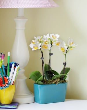 4 razones para tener orquídeas en tu oficina