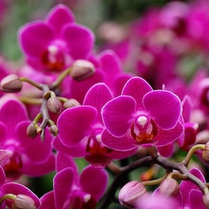 4 razones por las que el morado es más que un color brillante de orquídea