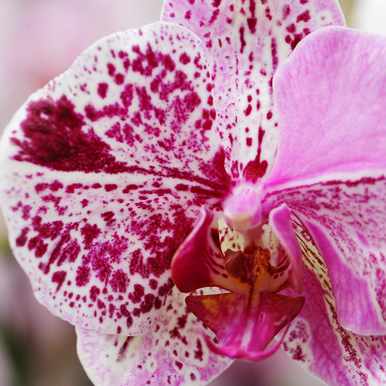 4 signos de "problema" de orquídeas que no son un problema en absoluto