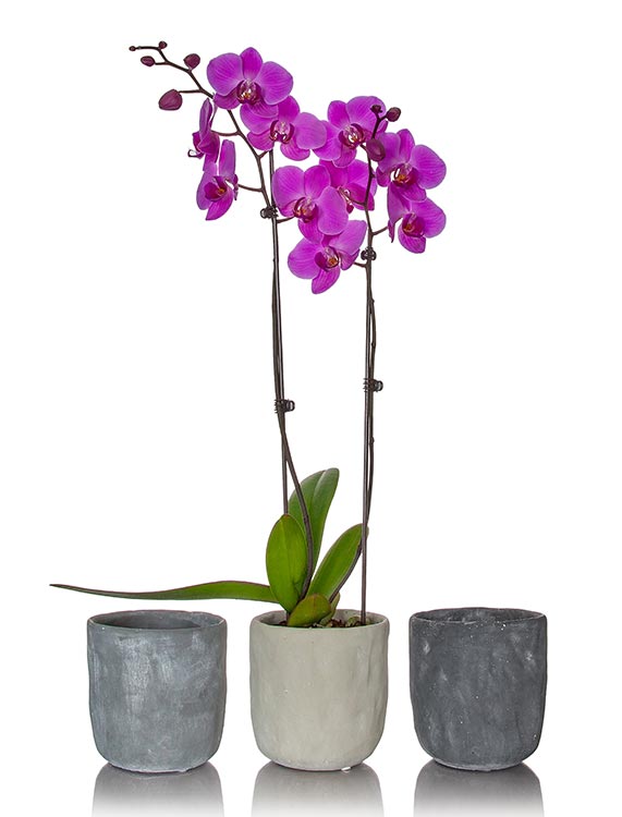 ¿Qué tipos de contenedores se pueden utilizar para trasplantar orquídeas?