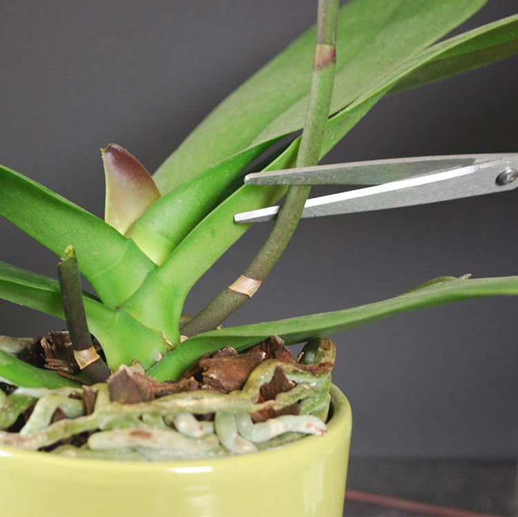Cómo cortar tallos de orquídeas