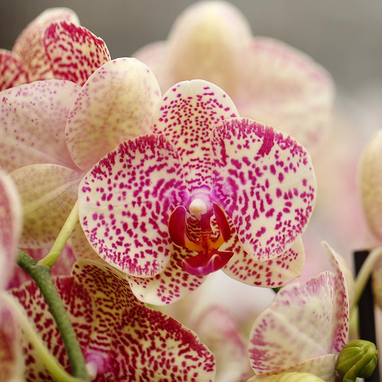 La guía esencial para mantener la belleza de tus flores de orquídeas.