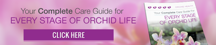 5 formas sencillas de prevenir las enfermedades de las orquídeas