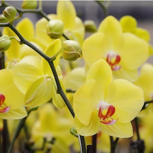 5 formas divertidas de celebrar el Mes Nacional de las Orquídeas