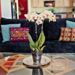 5 ideas de diseño de interiores con orquídeas