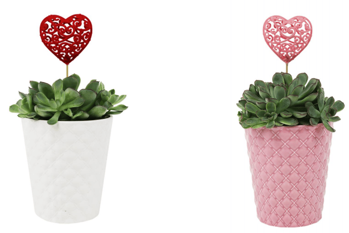 5 plantas que simbolizan el amor en San Valentín