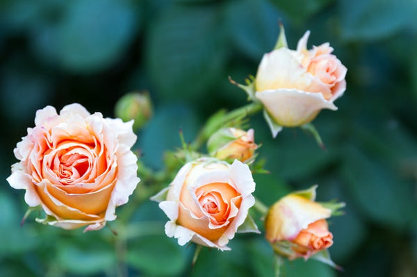 5 trucos que te convertirán en un profesional de los arreglos florales