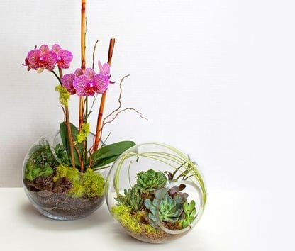 6 hermosos arreglos de orquídeas Phalaenopsis