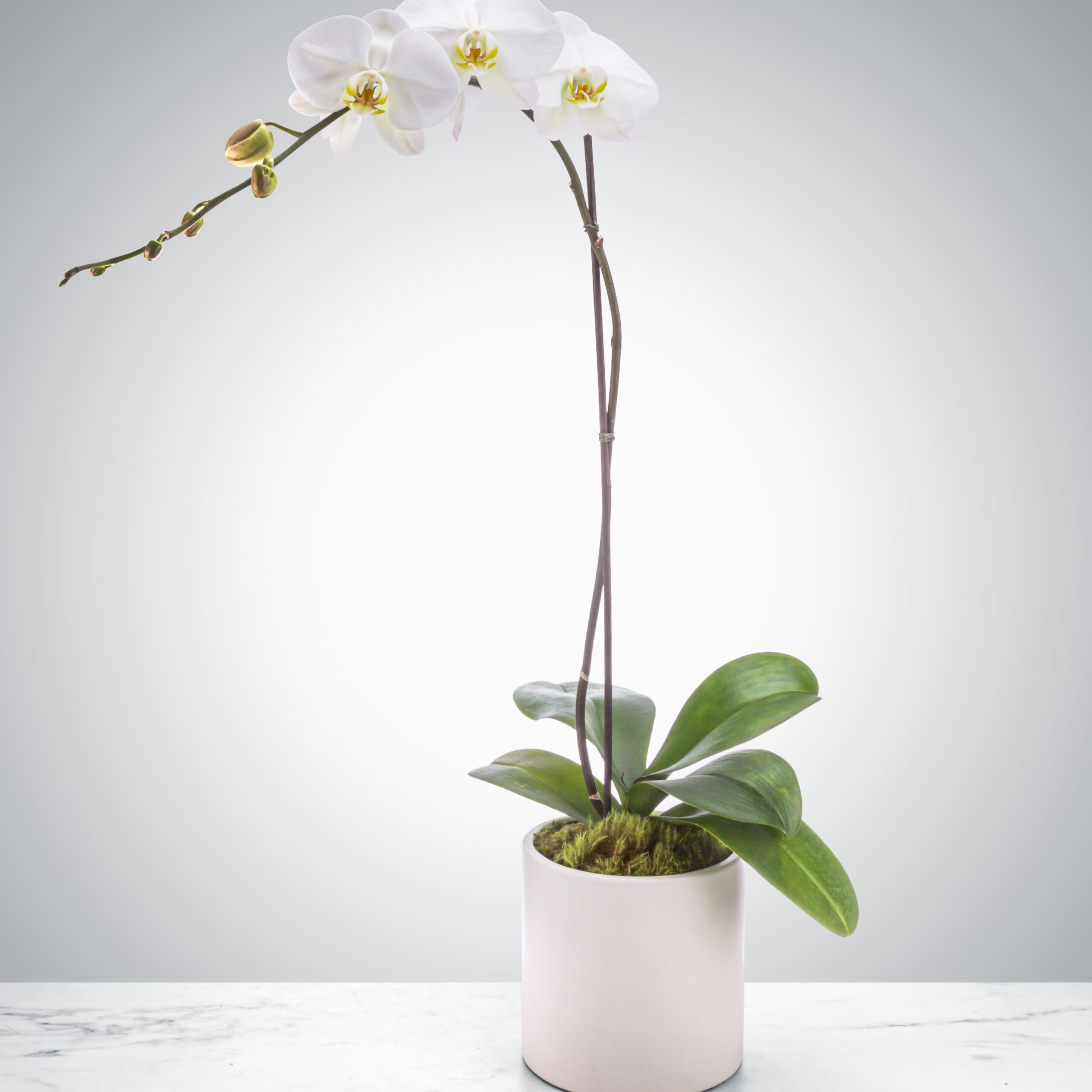 6 razones por las que las orquídeas son el regalo perfecto para toda ocasión