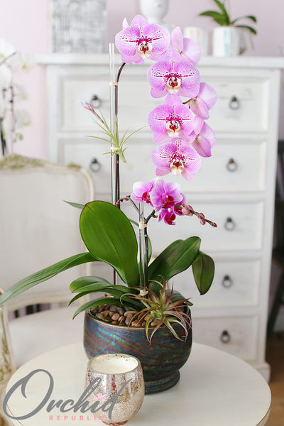 6 razones por las que las orquídeas son el regalo perfecto para toda ocasión