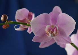 7 consejos para el cuidado de las orquídeas para mantener saludable la orquídea Just Add Ice