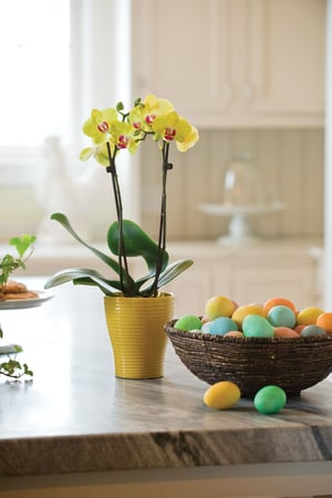 Agrega orquídeas a tus decoraciones de Pascua