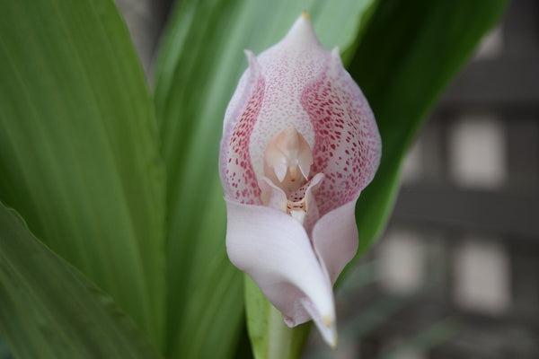 NUEVA Alerta de Orquídeas: Orquídeas Anguloa, las Orquídeas Tulipán