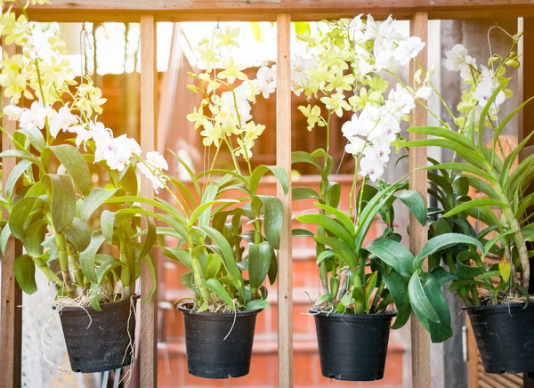 Cuidado de las orquídeas: ¿Por qué las hojas de mi planta de orquídeas se vuelven amarillas?