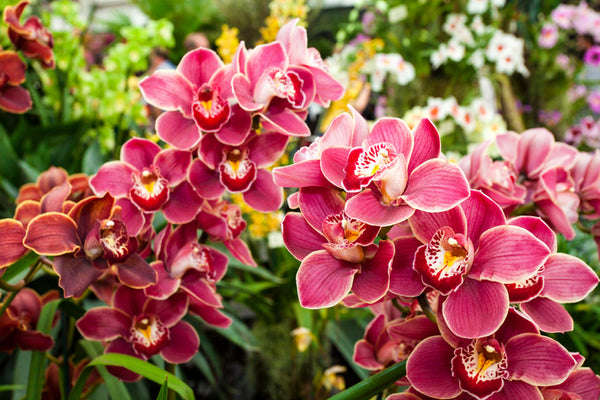 Cuidado de las orquídeas: ¿qué hacer después de que se caen las flores de las orquídeas?