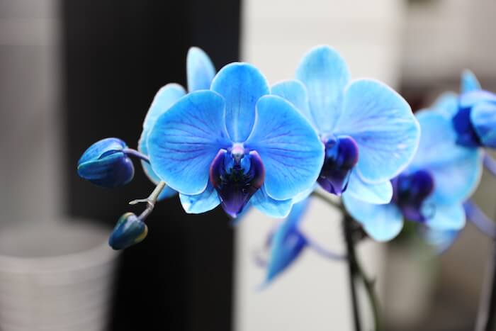 Una guía completa para regar orquídeas