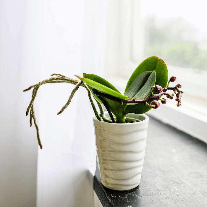 Cómo cuidar una planta de orquídea inactiva