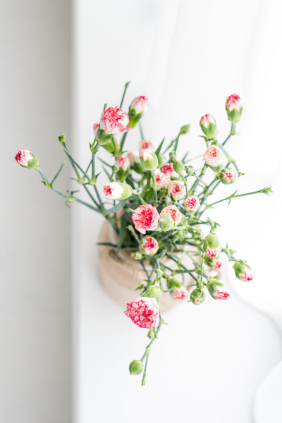 Claveles, las flores oficiales del Día de la Madre