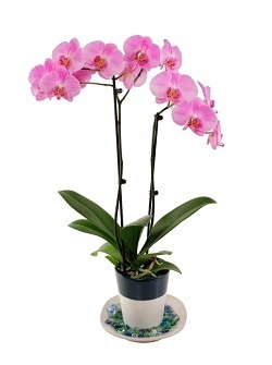 Cómo cuidar las orquídeas en un ambiente seco.
