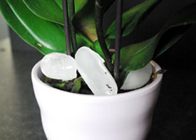 Cómo regar las orquídeas con hielo.