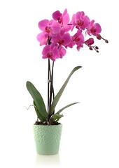 Cómo utilizar aceite hortícola y de neem en orquídeas Phalaenopsis