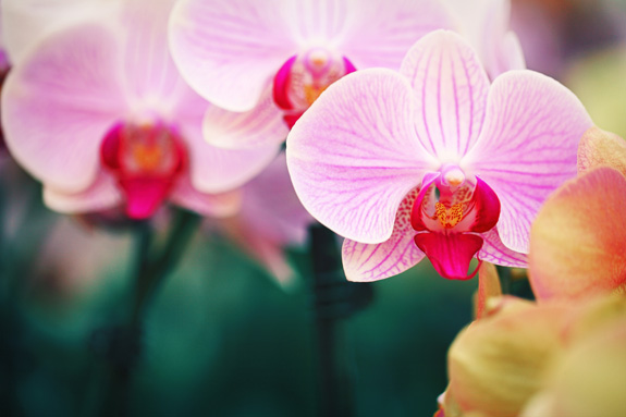 Cómo utilizar los colores de las orquídeas en tu decoración.