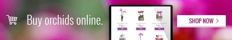 Cómo utilizar los colores de las orquídeas en tu decoración.