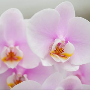 Conceptos básicos de floración de las orquídeas Phalaenopsis