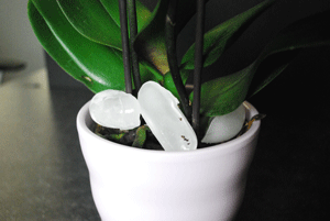 Conceptos básicos del cuidado de las orquídeas: agua