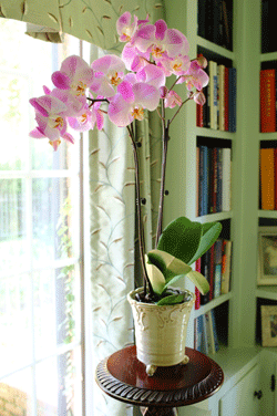 Conceptos básicos del cuidado de las orquídeas: luz
