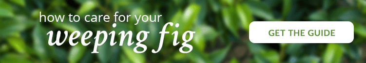 Conozca nuestra nueva incorporación: The Weeping Fig