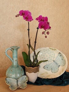 Consejos para dar la bienvenida a una nueva planta de orquídeas a tu hogar