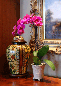Consejos para encontrar información sobre el cuidado de las orquídeas