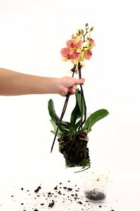 Consejos para trasplantar su orquídea Phalaenopsis