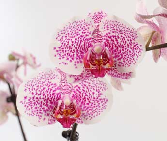 Consejos para tratar las enfermedades de las orquídeas