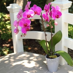 Consejos para un mejor cuidado de las orquídeas en verano