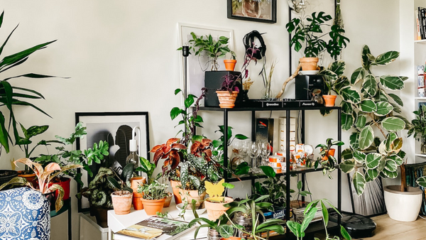 5 plantas de interior subestimadas que pueden sobrevivir en un apartamento oscuro