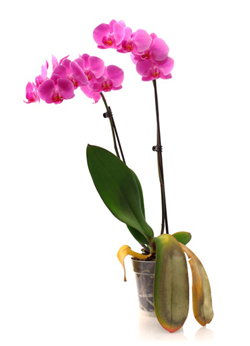 ¿Cuáles son los signos de estrés por calor en mis orquídeas Phalaenopsis?