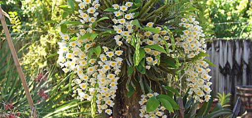 Cultivar orquídeas en un árbol.